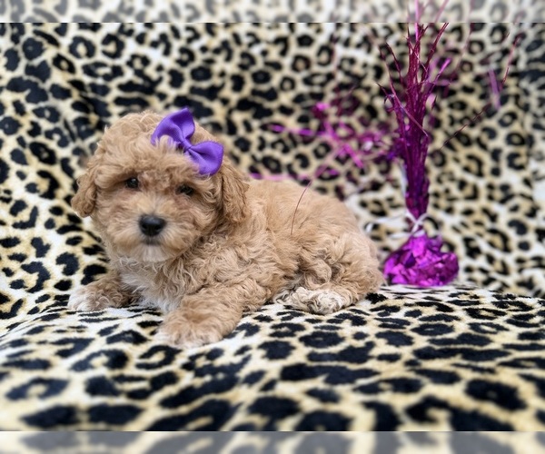 Medium Photo #3 Bichpoo Puppy For Sale in LAKELAND, FL, USA