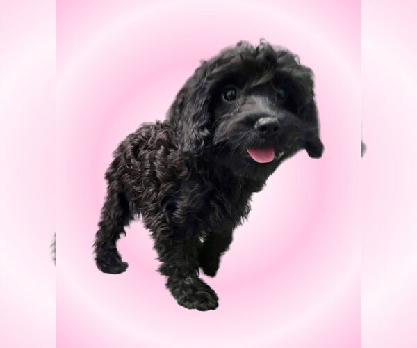 Medium Photo #1 Cavalier King Charles Spaniel-Unknown Mix Puppy For Sale in Lincolnwood, IL, USA