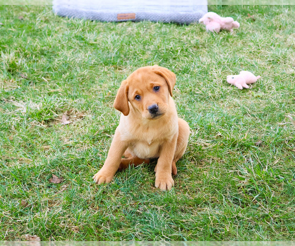 Medium Photo #7 Labrador Retriever Puppy For Sale in SYRACUSE, IN, USA