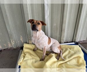 American Pit Bull Terrier-Australian Cattle Dog Mix Dogs for adoption in El Centro, CA, USA