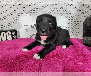 Medium Golden Mountain Dog