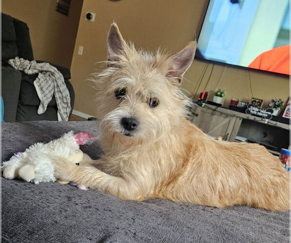 Medium Photo #2 Mutt Puppy For Sale in Mundelein, IL, USA