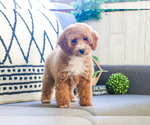 Small Photo #21 Poodle (Toy) Puppy For Sale in SYRACUSE, IN, USA