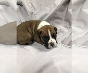 Boxer Puppy for sale in WAYNESBURG, PA, USA