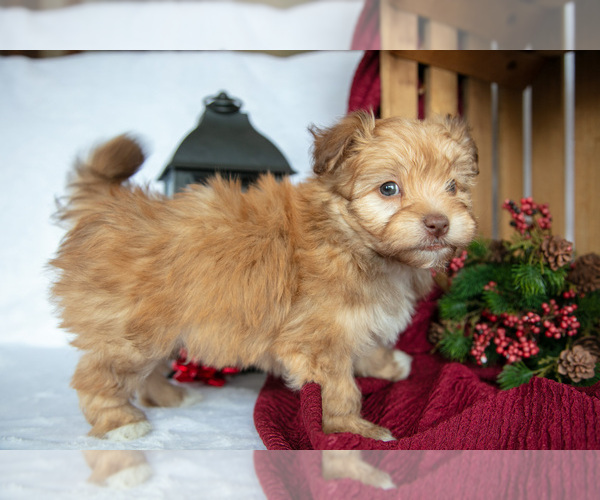 Medium Photo #2 Havanese Puppy For Sale in SHELBY, OH, USA