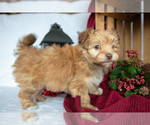 Small #1 Havanese