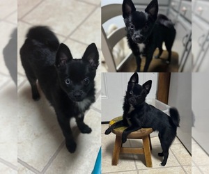 Pomimo Puppy for sale in SYRACUSE, NY, USA