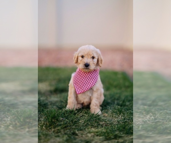 Medium Photo #6 Goldendoodle Puppy For Sale in COLORADO SPRINGS, CO, USA