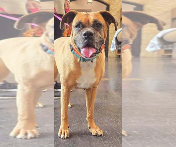 Medium Photo #3 Boxer Puppy For Sale in Austin, TX, USA