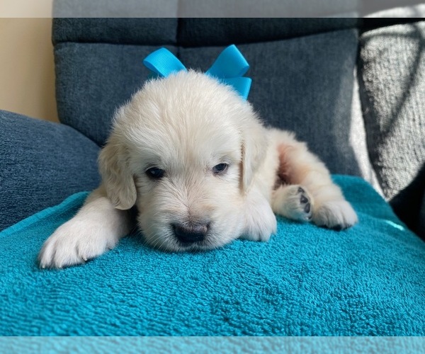 Medium Photo #2 English Cream Golden Retriever Puppy For Sale in SIMPSONVILLE, SC, USA
