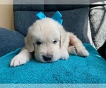 Small #1 English Cream Golden Retriever