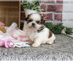 Jessie - Female Shih Tzu Puppy for Sale - Photo #6