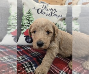 Labradoodle Puppy for sale in WILLIAMSTOWN, KY, USA