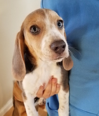 Beagle Harrier Puppy for sale in HOWELL, MI, USA