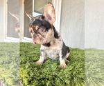Small Photo #12 French Bulldog Puppy For Sale in SANTA ANA, CA, USA