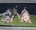 Small Photo #9 American Bully Puppy For Sale in BALTIMORE, MD, USA