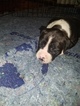 Small #20 American Pit Bull Terrier