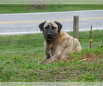 Small Photo #1 Anatolian Shepherd Puppy For Sale in STUART, VA, USA