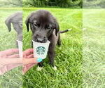 Small #2 Australian Shepherd Mix