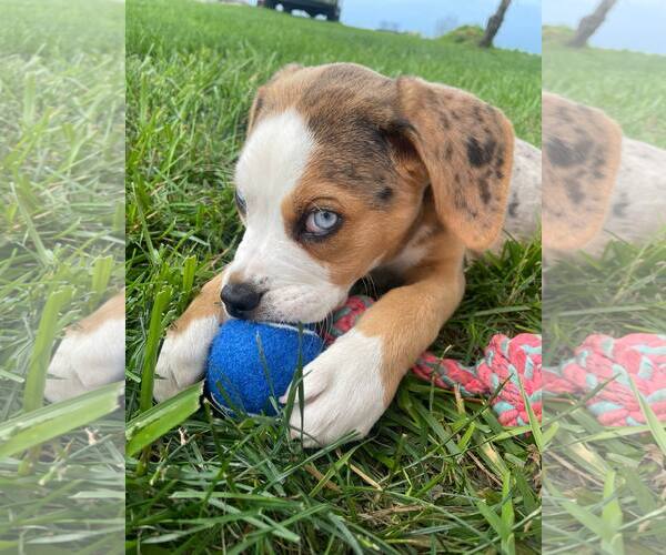 Medium Photo #2 Australian Shepherd-Unknown Mix Puppy For Sale in Columbus, IN, USA