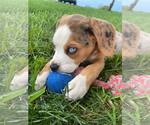 Small #1 Australian Shepherd Mix