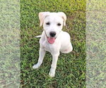 Small Photo #2 Labbe Puppy For Sale in Cookeville, TN, USA