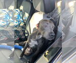 Small #8 American Pit Bull Terrier-Labrador Retriever Mix