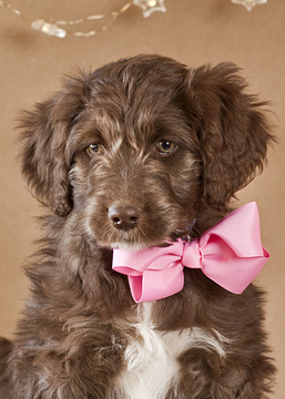 Medium Photo #9 Aussiedoodle Puppy For Sale in MONTROSE, CO, USA