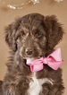 Small Photo #9 Aussiedoodle Puppy For Sale in MONTROSE, CO, USA