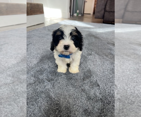 Medium Photo #9 Cavapoo Puppy For Sale in BELDING, MI, USA