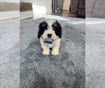 Small #8 Cavapoo