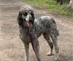 Small Photo #1 Poodle (Standard) Puppy For Sale in MCALLEN, TX, USA