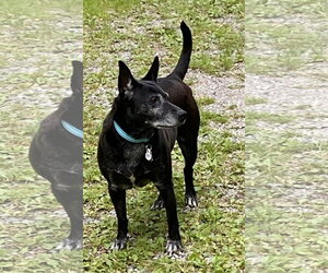 Trixie - Female Mutt Dog for Adoption - Photo #7
