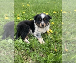 Australian Cattle Dog-Border Collie Mix Puppy for sale in HILLSBORO, WI, USA