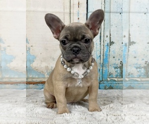French Bulldog Puppy for sale in WEATHERFORD, TX, USA