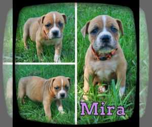 Olde English Bulldogge Puppy for sale in WHEELER, MI, USA