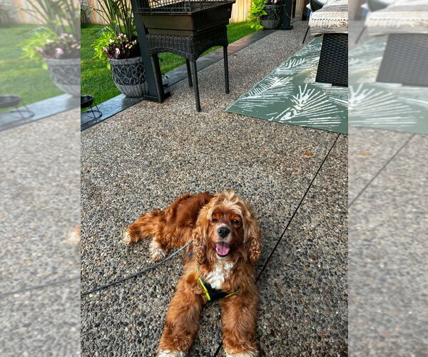 Medium Photo #4 Cocker Spaniel Puppy For Sale in Brights Grove, Ontario, Canada