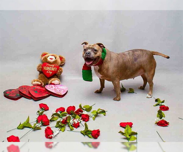 Medium Photo #1 Staffordshire Bull Terrier-Unknown Mix Puppy For Sale in Sanford, FL, USA