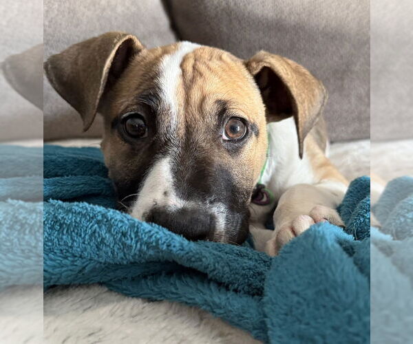 Medium Photo #7 Mutt Puppy For Sale in OKLAHOMA CITY, OK, USA