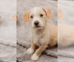 Small Mutt