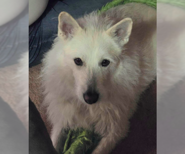 Medium Photo #16 Mutt Puppy For Sale in Brooklyn Center, MN, USA