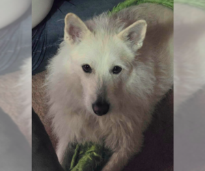 Polar - Male Mutt Dog for Adoption - Photo #16