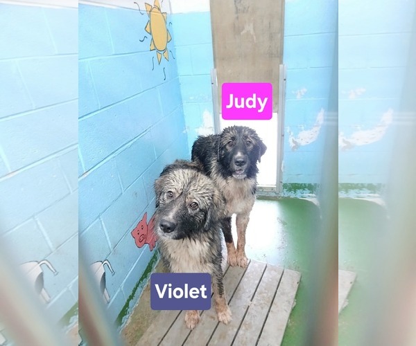 Medium Photo #4 Great Pyrenees-Unknown Mix Puppy For Sale in Rustburg, VA, USA