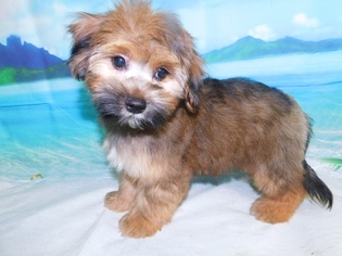 Havashire Puppy for sale in HAMMOND, IN, USA