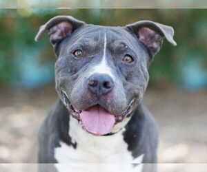 American Pit Bull Terrier Dogs for adoption in Tavares, FL, USA