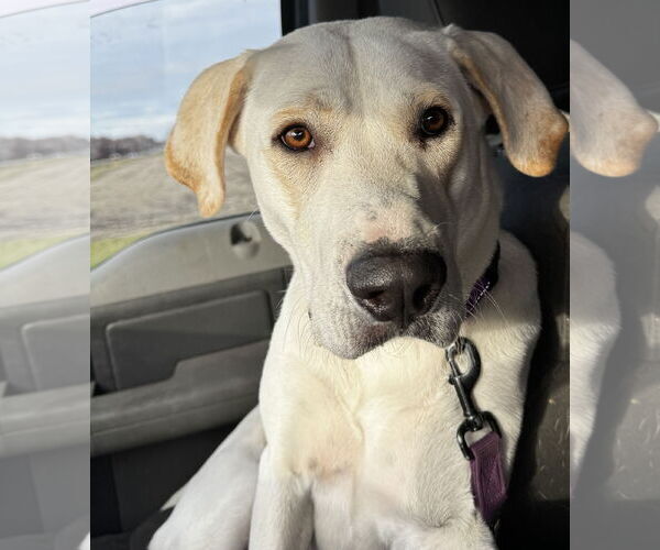 Medium Photo #6 - Mix Puppy For Sale in Kankakee, IL, USA