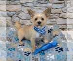 Small #1 Papillon Mix