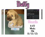 Small #4 Mutt