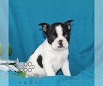 Small #4 Boston Terrier