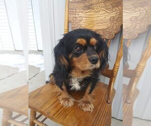 Cavalier King Charles Spaniel Puppy for sale in HUDSON, MI, USA